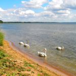 Лебеди на озере Нарочь