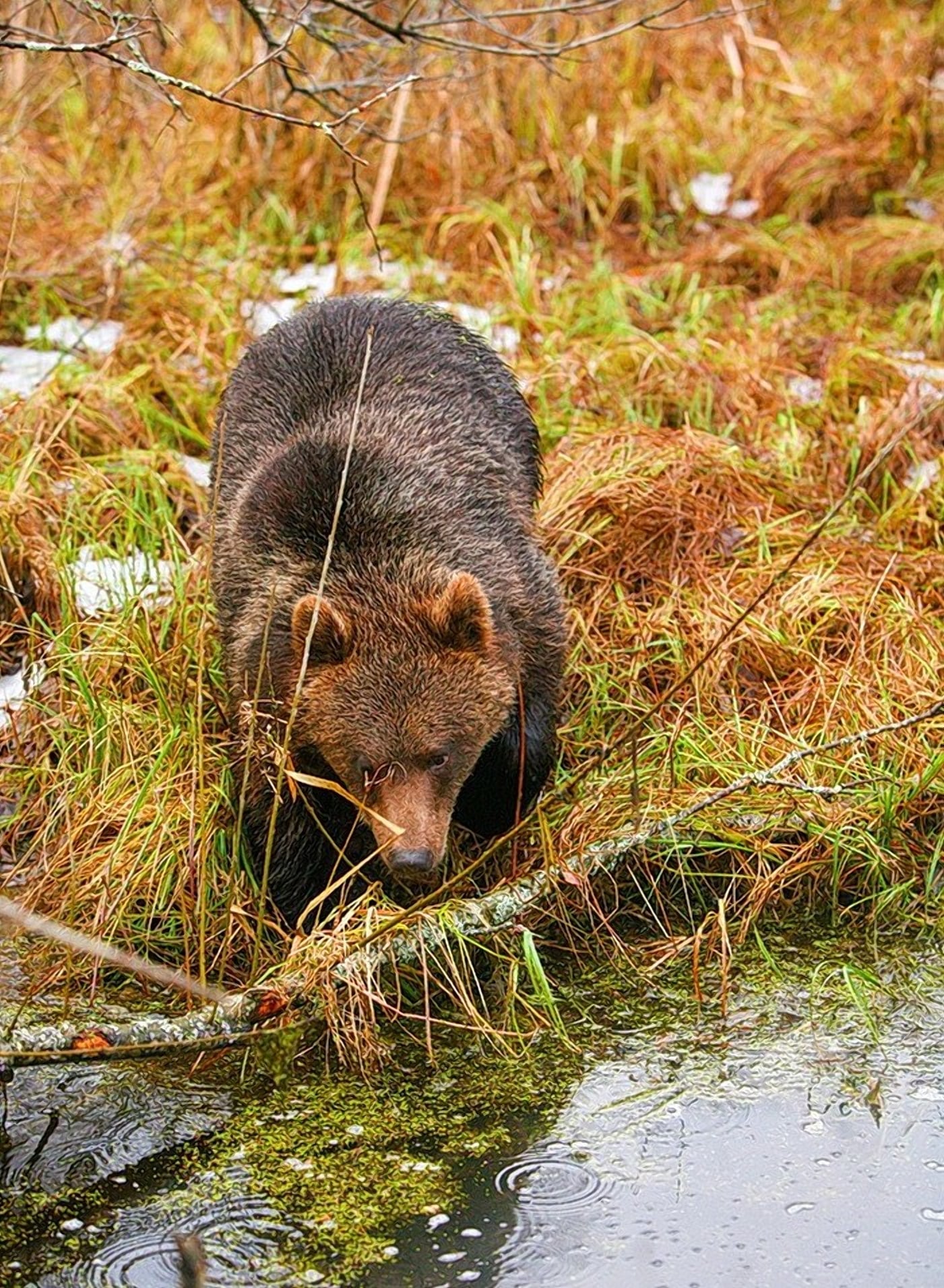 Медведи обитатели гигантских белорусских болот