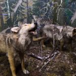 Волки в музее природы
