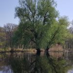Природа Припятского национального парка