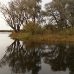 Природа Припятского парка