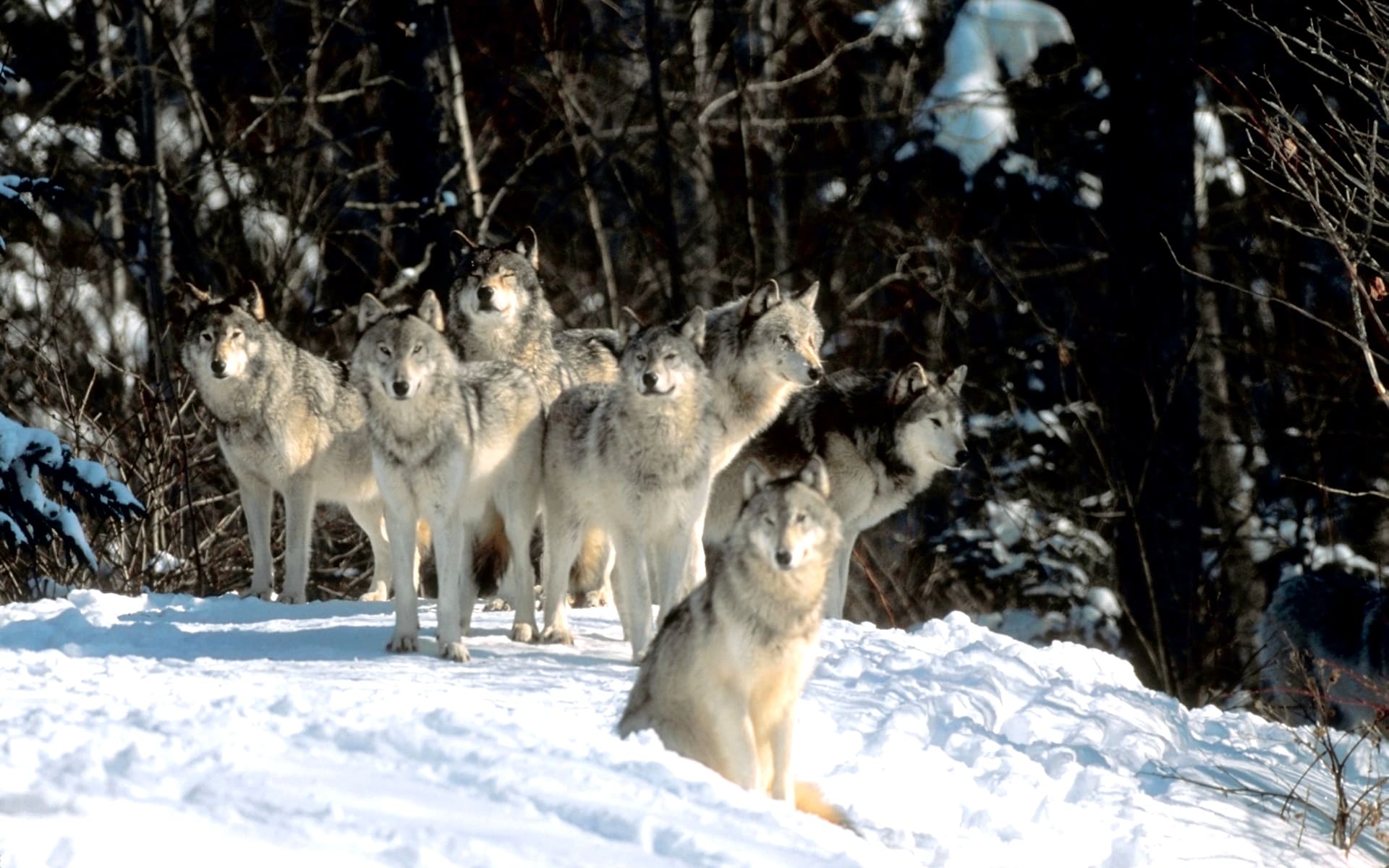 Семь больших волков с человеческими глазами