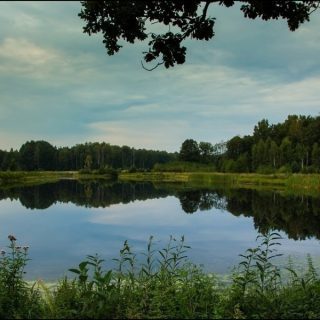 Озеро в Беловежской пуще