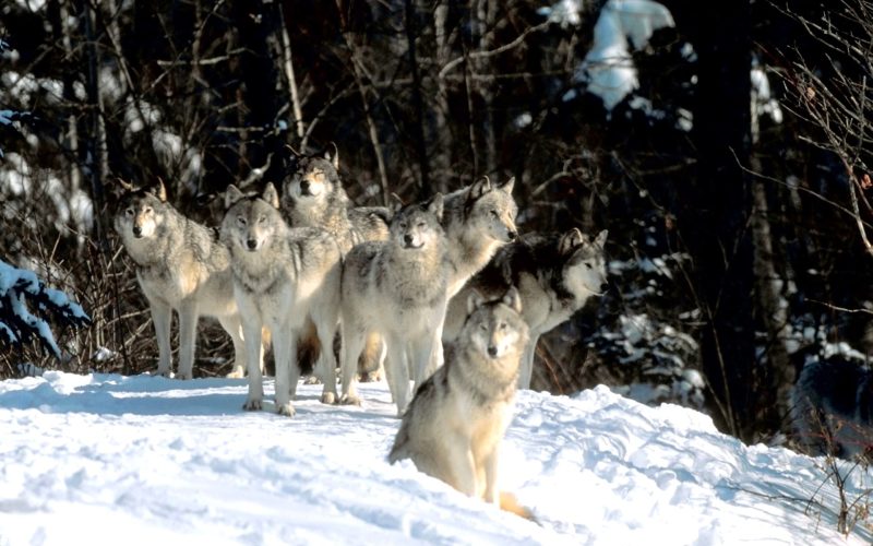 Семь больших волков с человеческими глазами